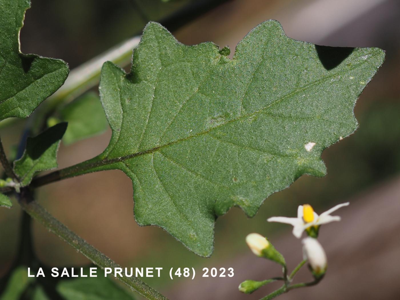 Nightshade, Black leaf